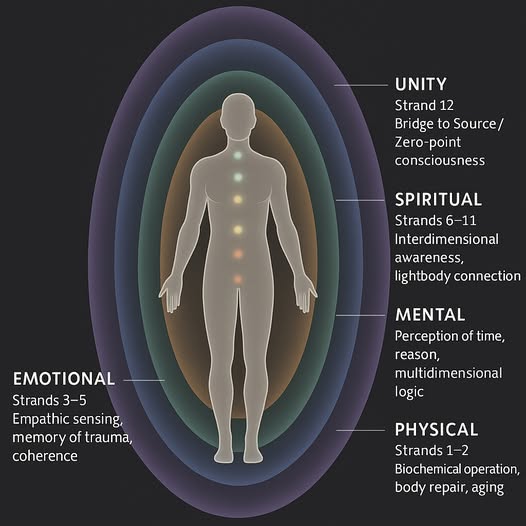 Die 12-strängige DNA
