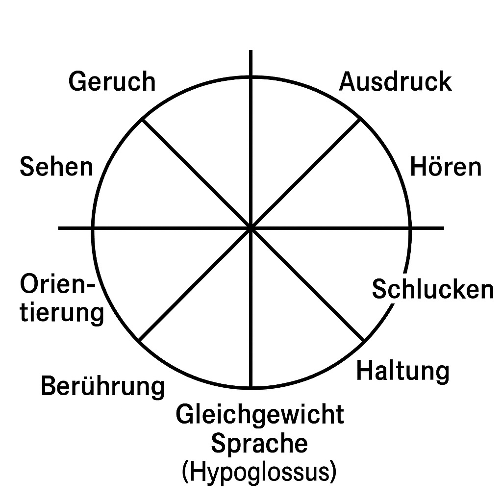 Die 12 Hirnnerven als Kreis